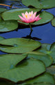 Lily Pads with Pink Lotus Flower Wall Mural