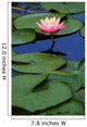 Lily Pads with Pink Lotus Flower Wall Mural