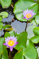 Two Purple Water Lilly