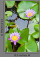 Two Purple Water Lilly