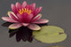 Pink Water Lily Wall Mural