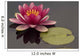 Pink Water Lily Wall Mural