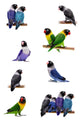 Set Lovebirds White Agapornis Wall Stickers Wall Decal