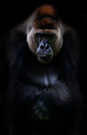 Portrait Gorilla Wall Mural