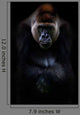 Portrait Gorilla Wall Mural