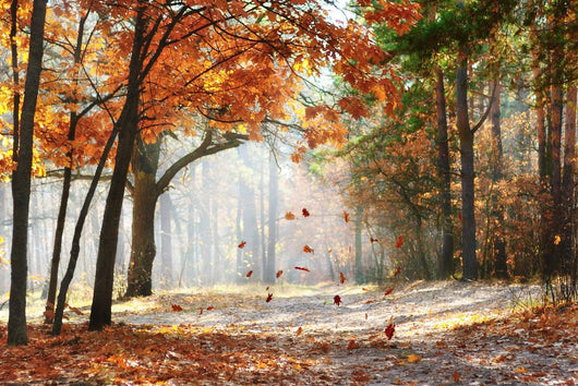 Fall Wall Mural