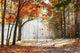 Fall Wall Mural