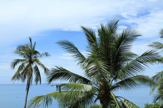 Palms Sea Wall Mural