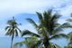 Palms Sea Wall Mural