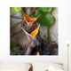 Bird Nest with Young