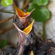 Bird Nest with Young
