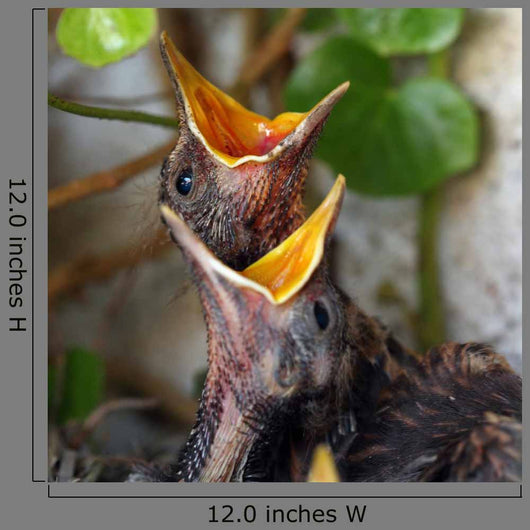 Bird Nest with Young