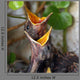 Bird Nest with Young