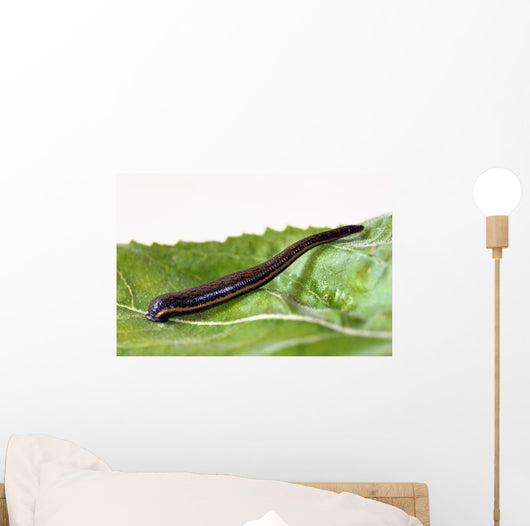 Medicinal leech Hirudo therapy Wall Mural