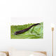 Medicinal leech Hirudo therapy Wall Mural