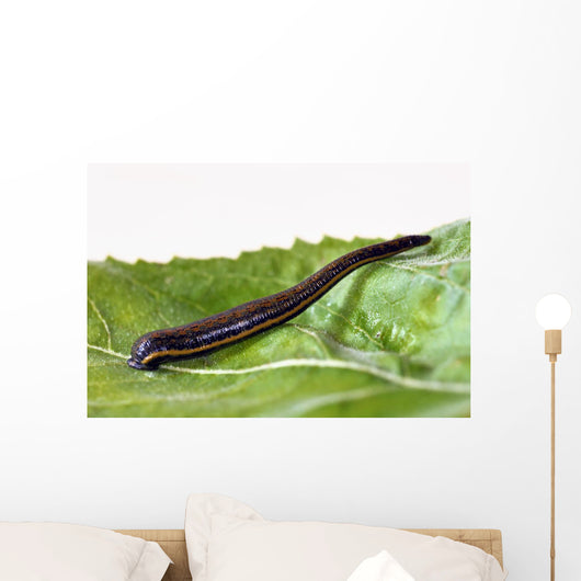 Medicinal leech Hirudo therapy Wall Mural