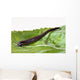 Medicinal leech Hirudo therapy Wall Mural
