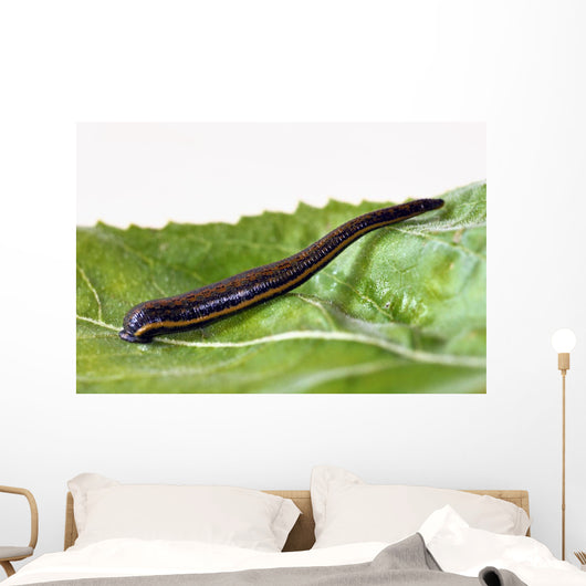 Medicinal leech Hirudo therapy Wall Mural