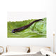 Medicinal leech Hirudo therapy Wall Mural