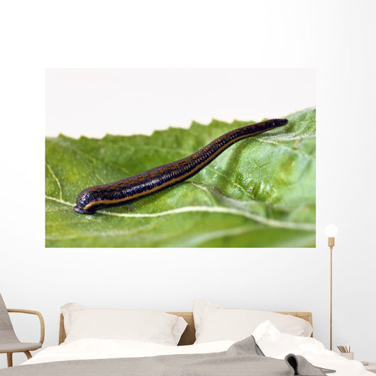 Medicinal leech Hirudo therapy Wall Mural