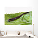 Medicinal leech Hirudo therapy Wall Mural