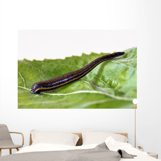 Medicinal leech Hirudo therapy Wall Mural