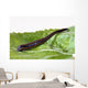 Medicinal leech Hirudo therapy Wall Mural