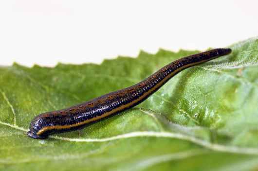 Medicinal leech Hirudo therapy Wall Mural