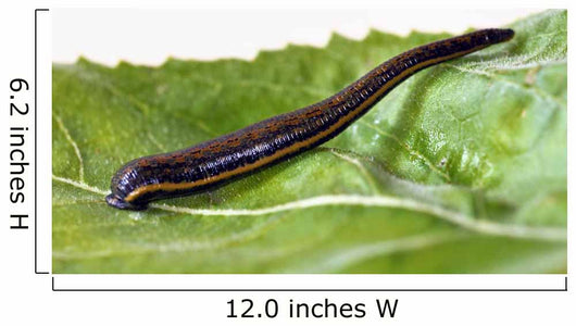 Medicinal leech Hirudo therapy Wall Mural