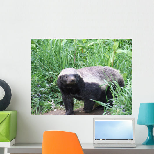 Honey Badger Wall Mural