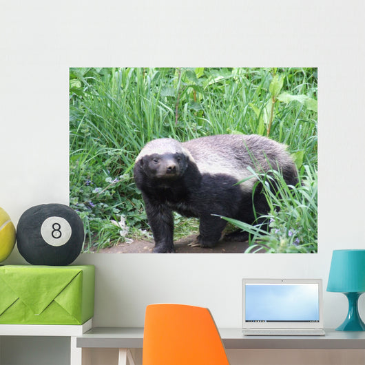 Honey Badger Wall Mural