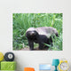 Honey Badger Wall Mural