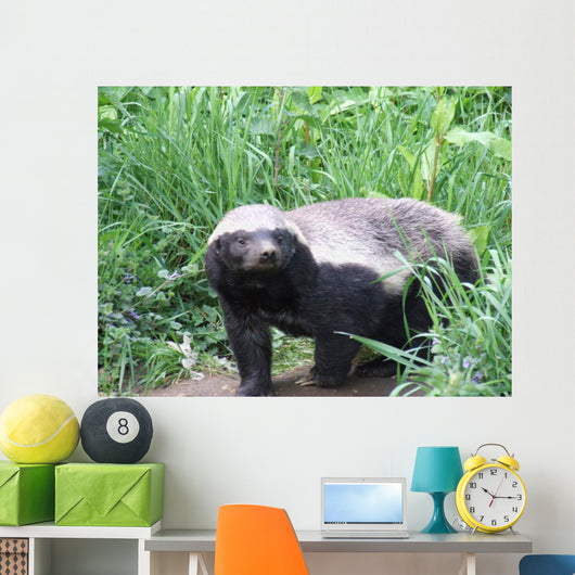 Honey Badger Wall Mural