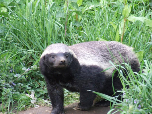Honey Badger Wall Mural