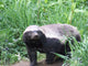 Honey Badger Wall Mural