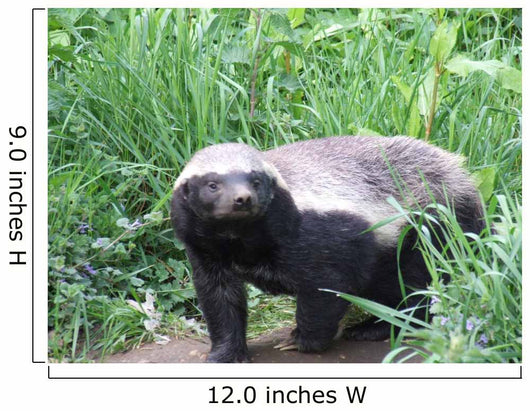 Honey Badger Wall Mural