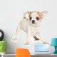 Chihuahua puppy on white background Wall Decal