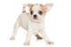 Chihuahua puppy on white background Wall Decal