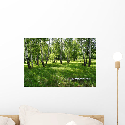 birches Wall Mural