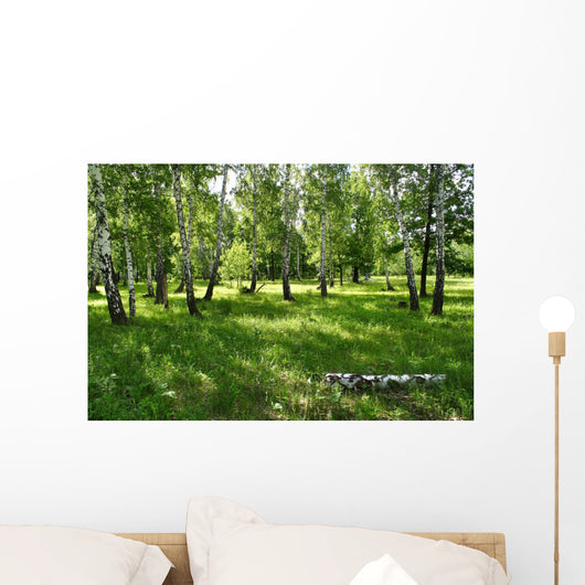 birches Wall Mural