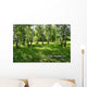 birches Wall Mural