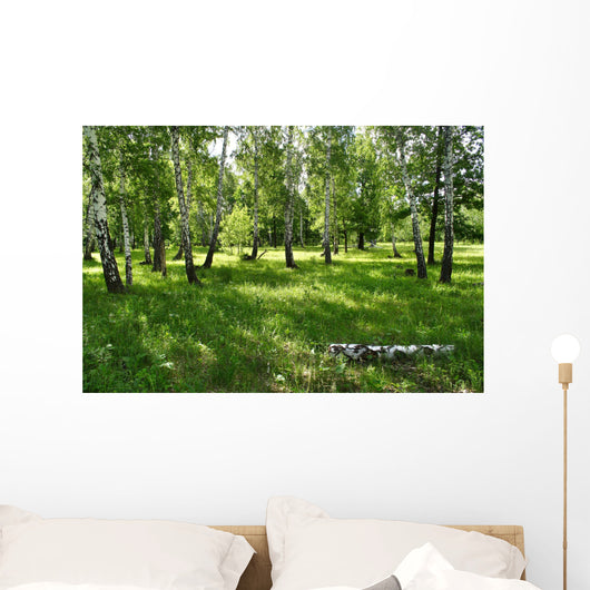 birches Wall Mural