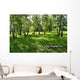 birches Wall Mural