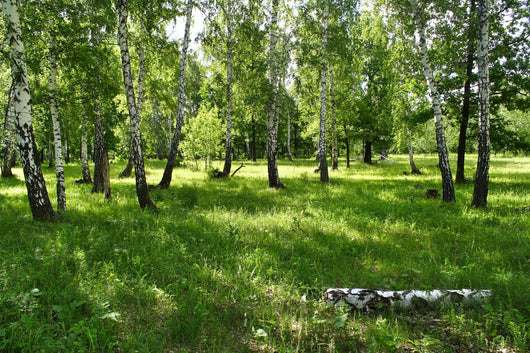 birches Wall Mural
