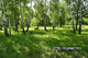 birches Wall Mural