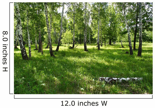 birches Wall Mural