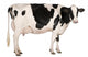 Holstein Cow Wall Decal