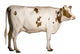 Holstein Cow Standing Wall Decal