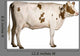 Holstein Cow Standing Wall Decal