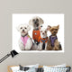 Dressed Dogs Front White Wall Decal